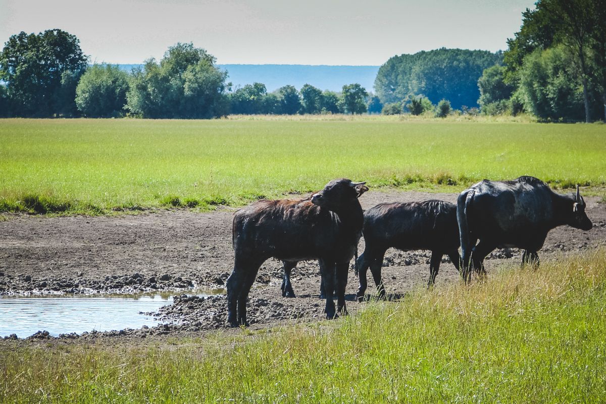 Wasserbüffel am neu angelegten Teich