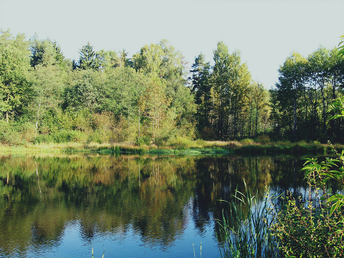 Kompensationsflächenpoolmaßnahme „Renaturierung des Hallteichs“ im Flurbereinigungsverfahren Gefell (Landkreis Sonneberg) | Foto: VLF Thüringen