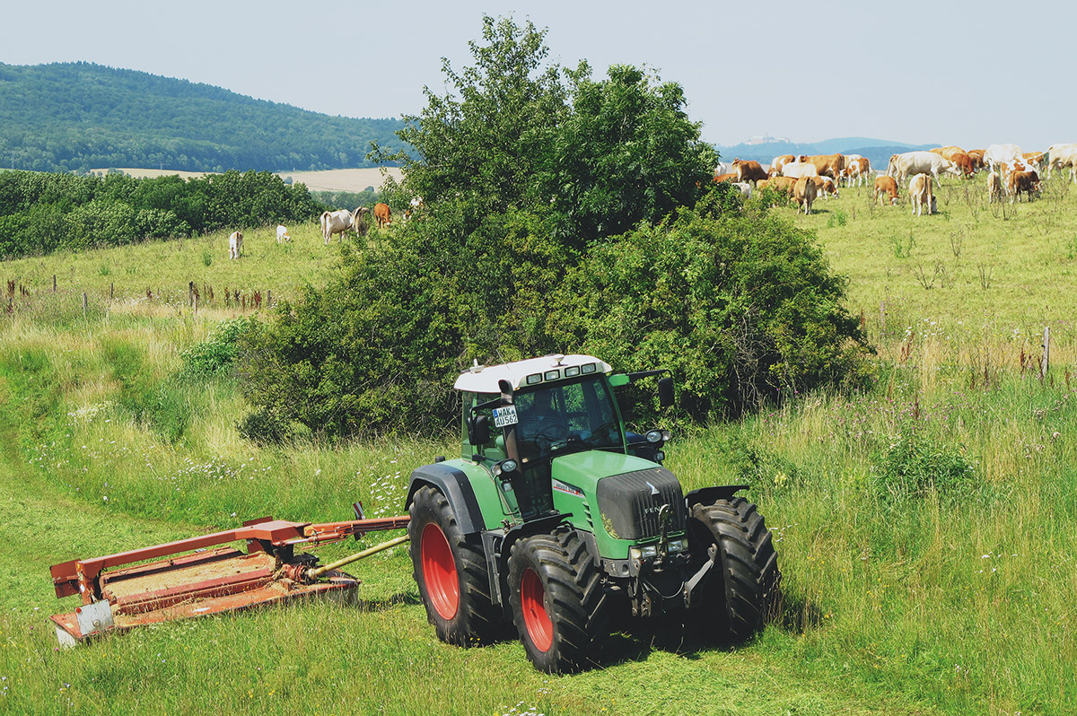 Traktor auf einem Feld mit Kühen